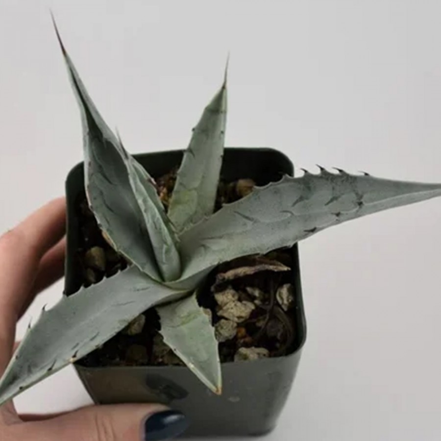 Agave Americana Bitkisi Küçük Boy