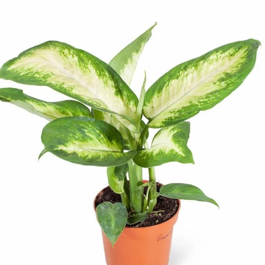 Dieffenbachia Camilla (ıthal) 8,5cm Ø