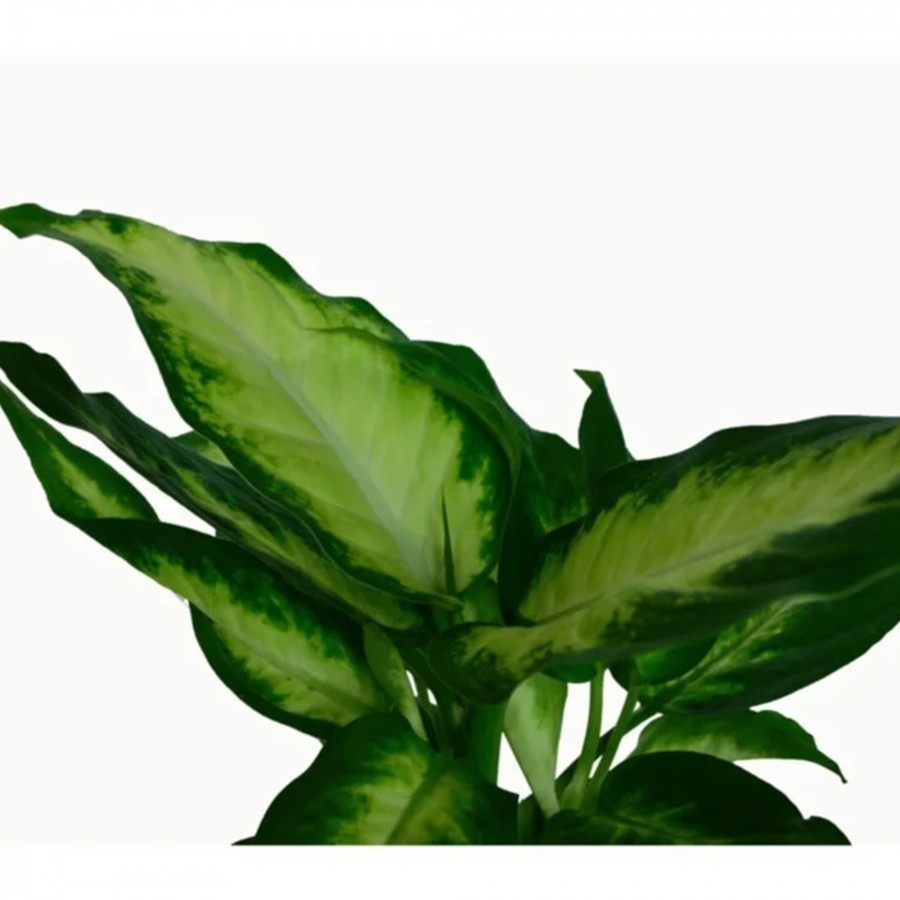 Dieffenbachia 'camilla'