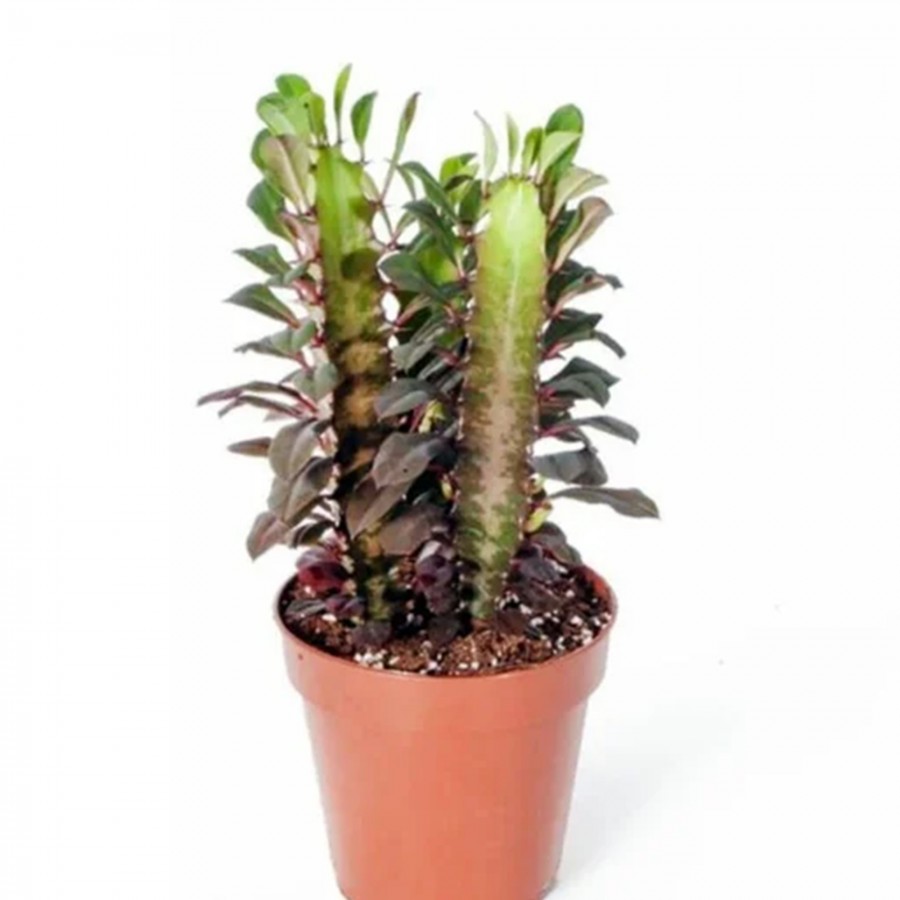 Euphorbia Trigona Rubra - Kırmızı Süt Ağacı - Ev Ofis Salon Iç Mekan Bitkisi - 15 Cm