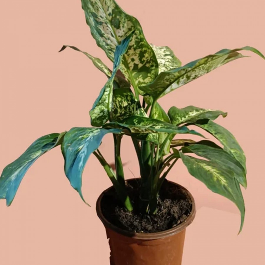 Dieffenbachia Camilla