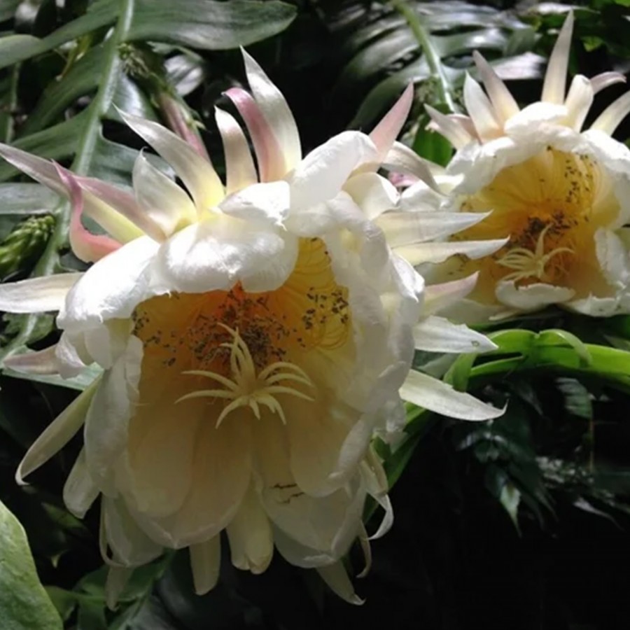 Epiphyllum Chrysocardium Atlas Çiçeği