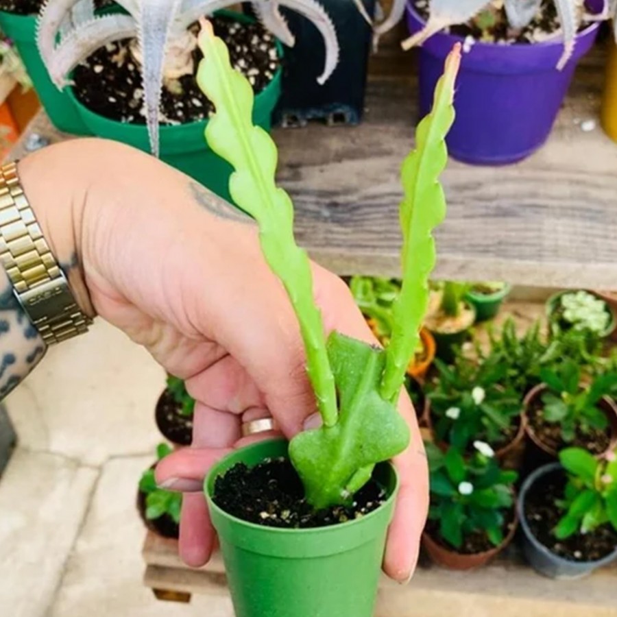 Epiphyllum Anguliger atlas zıgzag