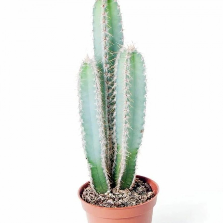 Cereus Forbesii - Özel Tür Kaktüs Sukulent - Ev Ofis Salon Iç Mekan Bitkisi