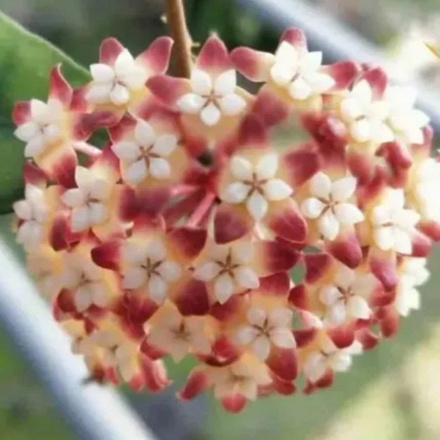 Şarap Kırmızısı Yıldız Mum Çiçeği (Hoya carnosa 'Rubra Stellata')