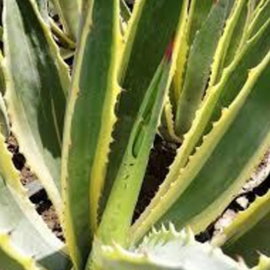 Agave Fidanı