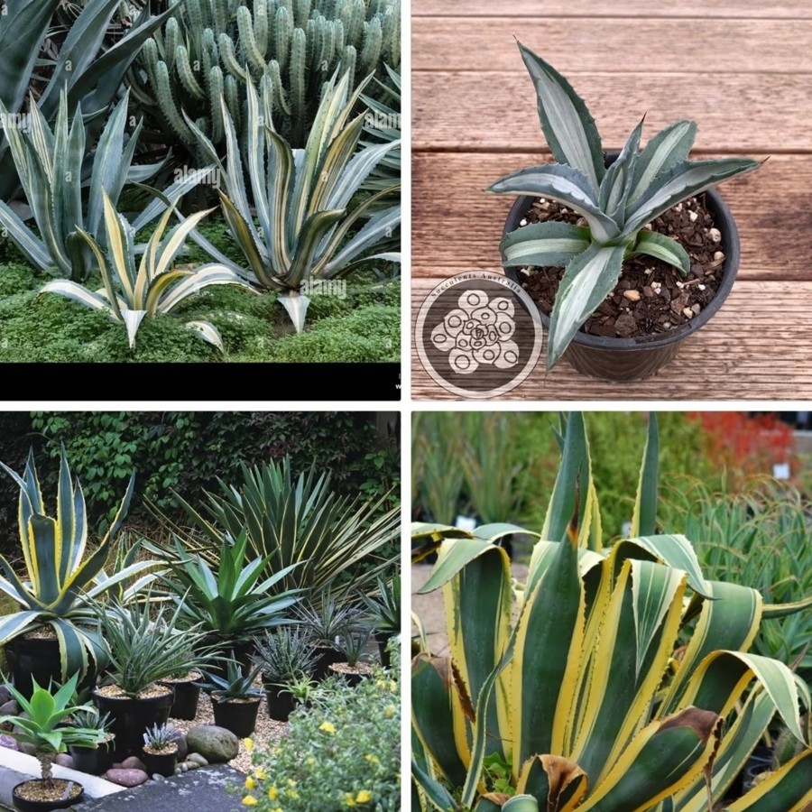 Agave Americana Fidesi Kampanya