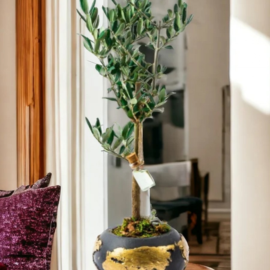 Gold World Saksıda Bonsai Zeytin Ağacı