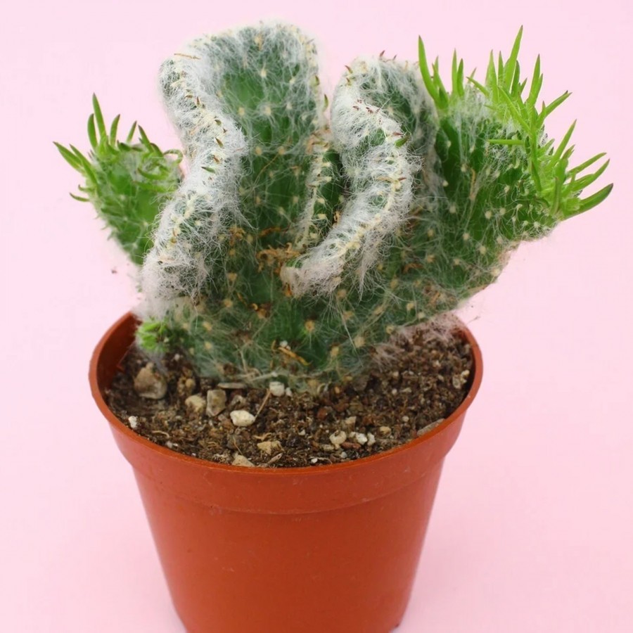 Opuntia Vestita Cristata
