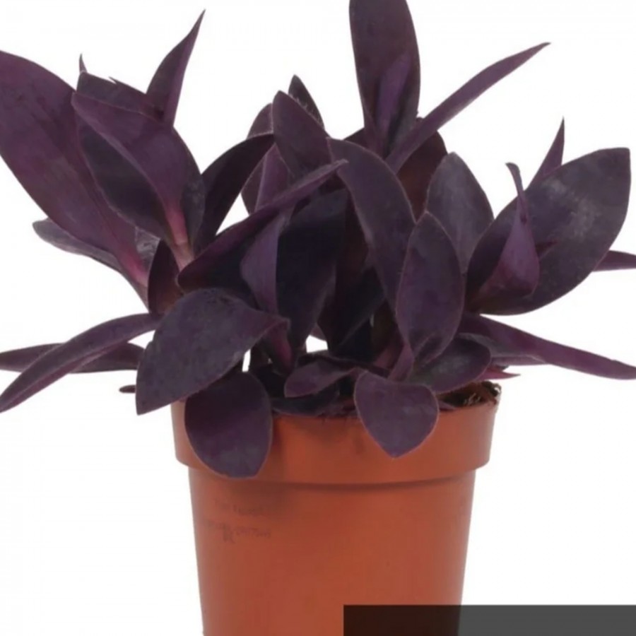 Mor Telgraf Çiçeği Tradescantia Purple Passion