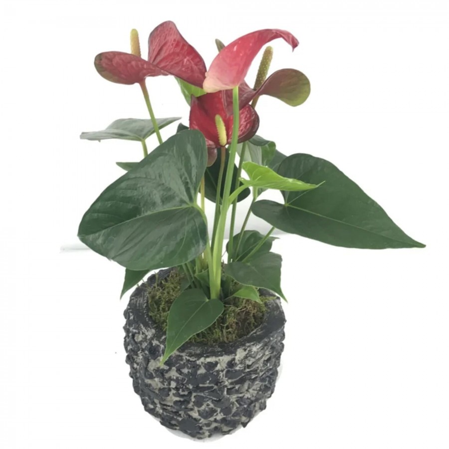 Flamingo Çiçeği Antoryum Anthurium & Siyah Magle Beton Saksıda Hediyelik Canlı Çiçek