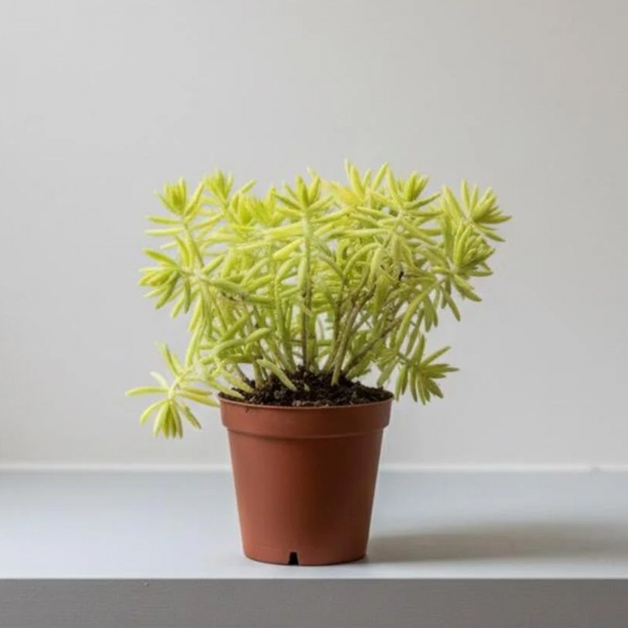 Sarı Sedum Çiçeği 5.5 Saksı da
