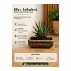 Mini Haworthia Sukulent – Dekoratif Seramik Saksılı Canlı Bitki 2