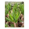 YUCCA İKİLİ EXTRA (45-90cm) p21 avize çiçeği YUCCA İKİLİ EXTRA (45-90cm) p21 avize çiçeği