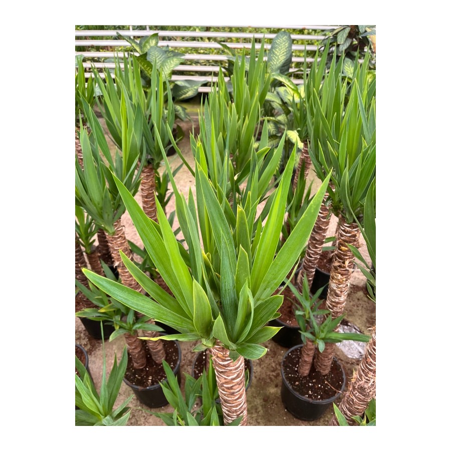 YUCCA İKİLİ EXTRA (45-90cm) p21 avize çiçeği YUCCA İKİLİ EXTRA (45-90cm) p21 avize çiçeği