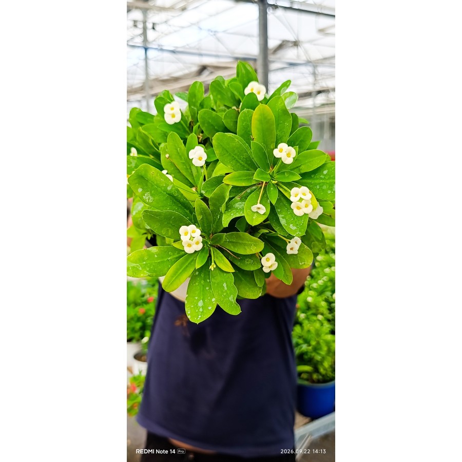 Beyaz Dikenler Tacı Euphorbia Milii Canlı Çiçekli Bitki – Dolgun Büyük Boy 35 cm