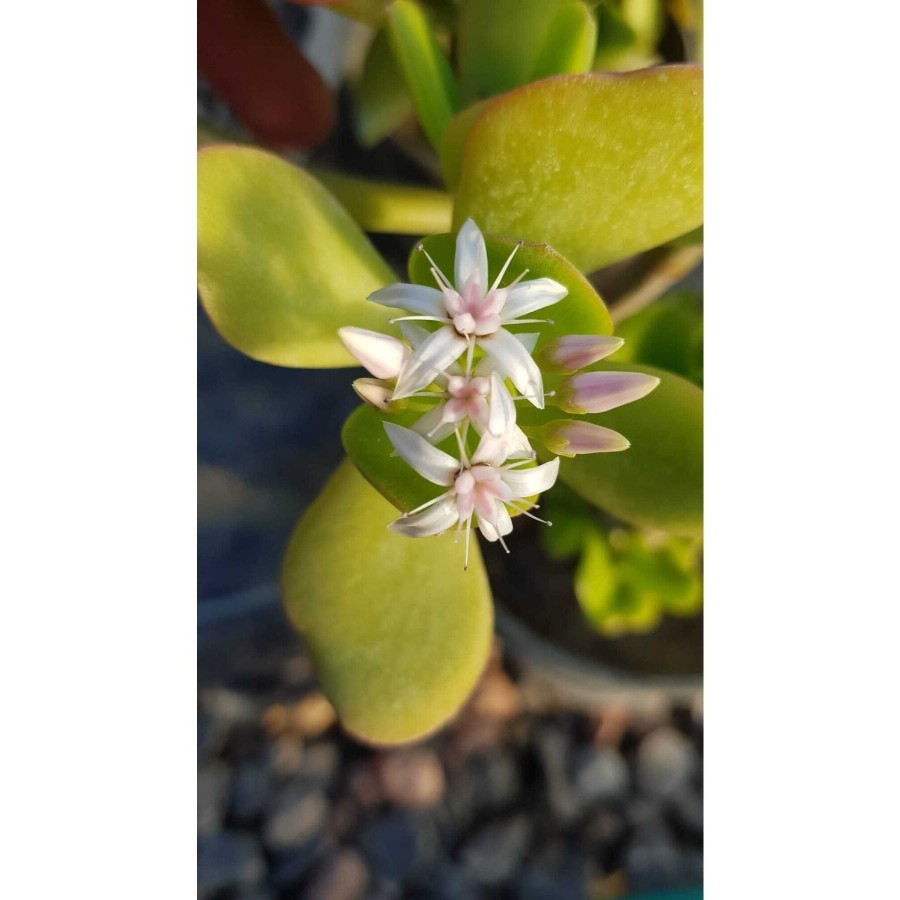 Sukulent Crassula Ovata Para Çiçeği