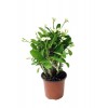 Euphorbia Milii White - Dikenler Tacı Beyaz Kaktüs Sukulent - Ev Ofis Salon Iç Mekan Bitkisi - 25 Cm