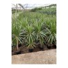 Dracena Marginata 2li 90-100cm