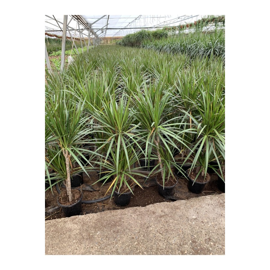 Dracena Marginata 2li 90-100cm