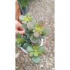 Crassula Ovata Minima 13 Cm Saksılı Mini Para Ağacı Sukulent Crassula Ovata Minima 13 Cm Saksılı Mini Para Ağacı Sukulent