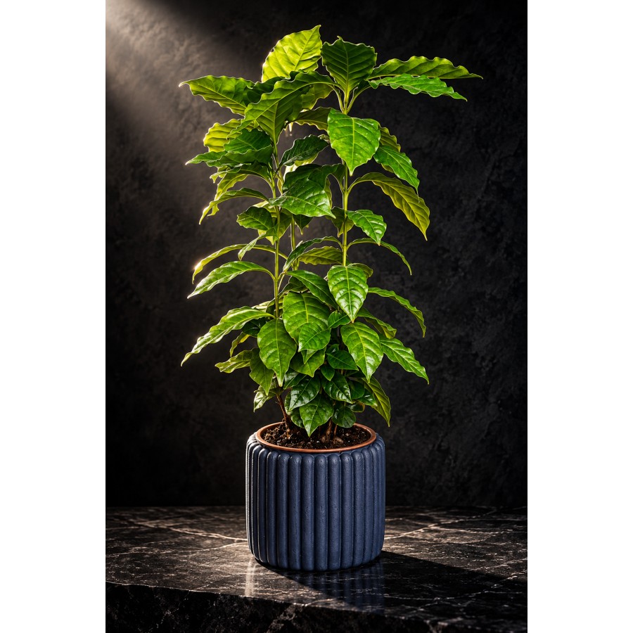 Çok Köklü Kahve Ağacı Canlı Bitki Dekoratif Taş Saksıda Coffea Arabica