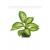 Dieffenbachia - Difenbahya Tropic Snom 35 50 Cm Boyunda Üretim Saksısında