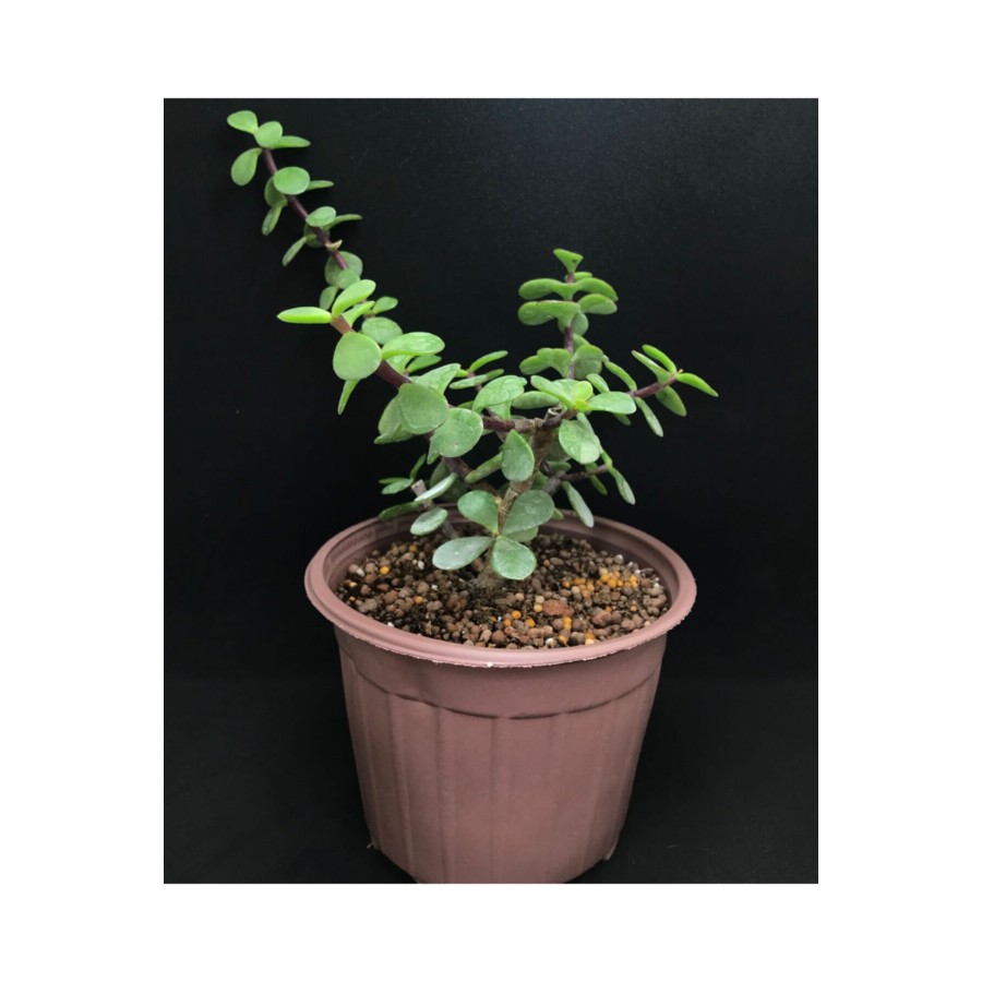 Portulacaria Afra (bonsai Için Uygun) 14 Cm Saksı