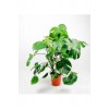 Deve Tabanı Bitkisi- Monstera Deliciosa 80-100 Cm