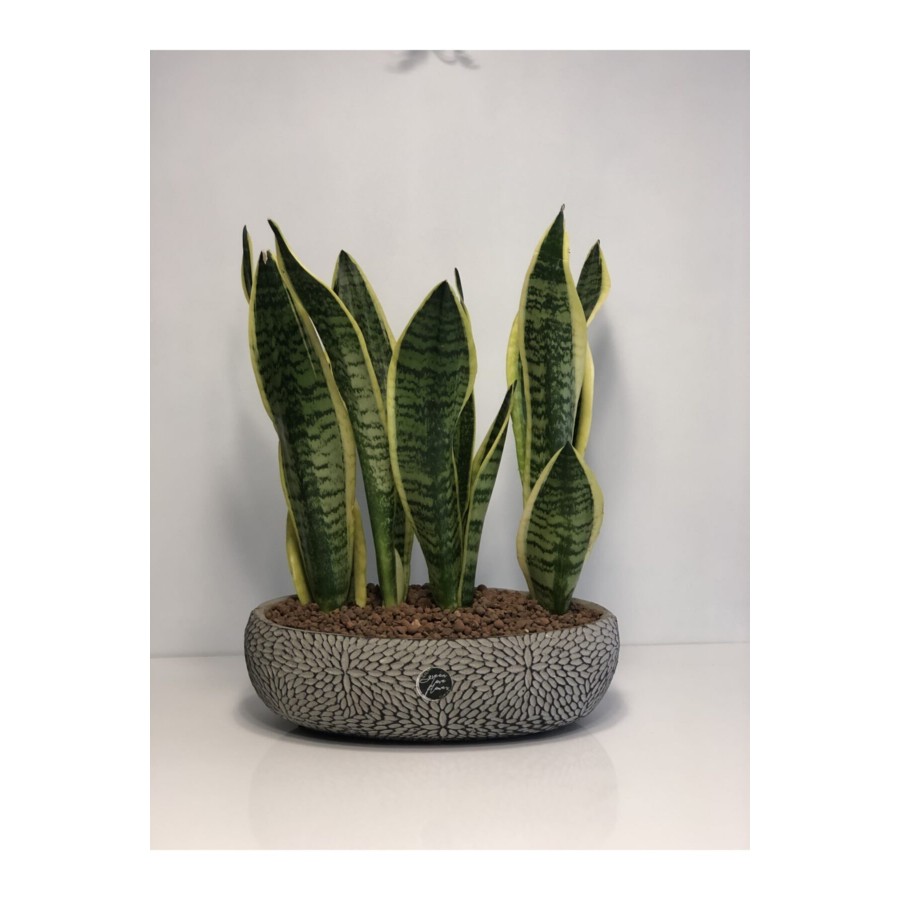 Sansevieria 3 Kök Sansevieria 3 Kök
