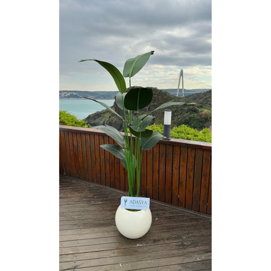 Yapay Royal Starliçe Ağacı 190 CM 13 Yaprak Krem Fiber Küre Saksıda Yapay Royal Starliçe Ağacı 190 CM 13 Yaprak Krem Fiber Küre Saksıda