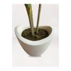 Fiber Saksıda Dracaena Fragrans Ağacı