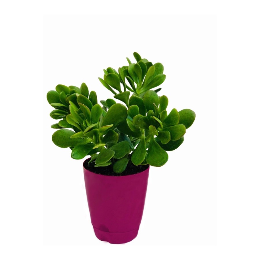 Para Çiçeği (CRASSULA OVATA)