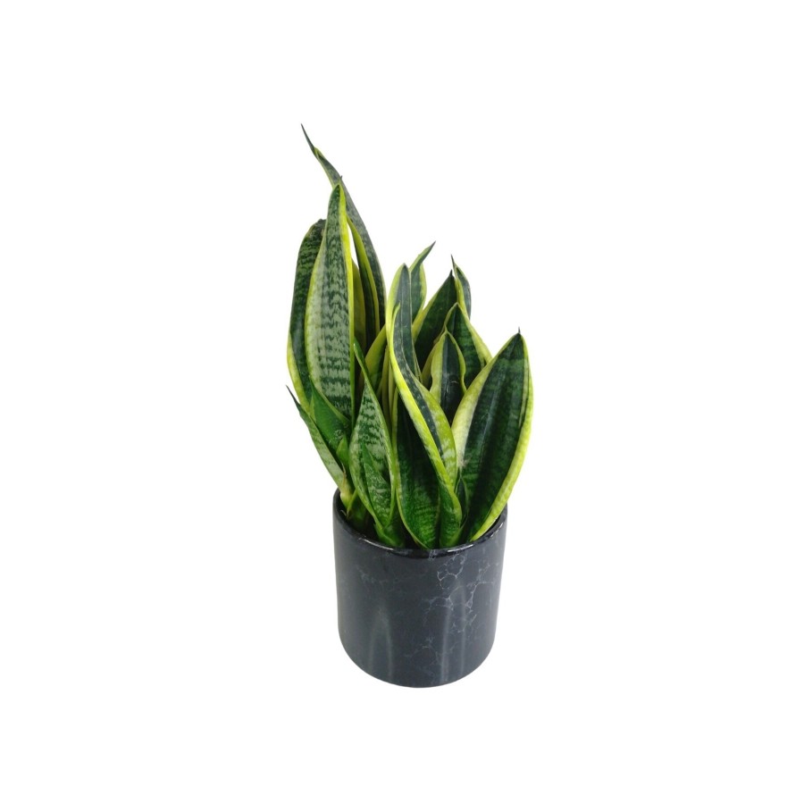 Sansevieria Trifasciata Midi Siyah Saksılı Trifasciata Sansevieria Trifasciata Midi Siyah Saksılı Trifasciata