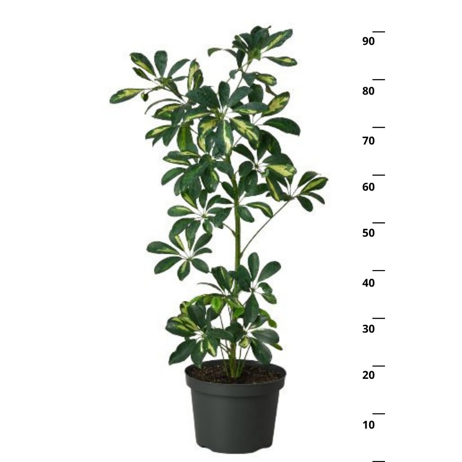 Schefflera Arboricola - Tek Gövdeli Alacalı Şeflera Canlı Salon Bitkisi 80 - 100 cm