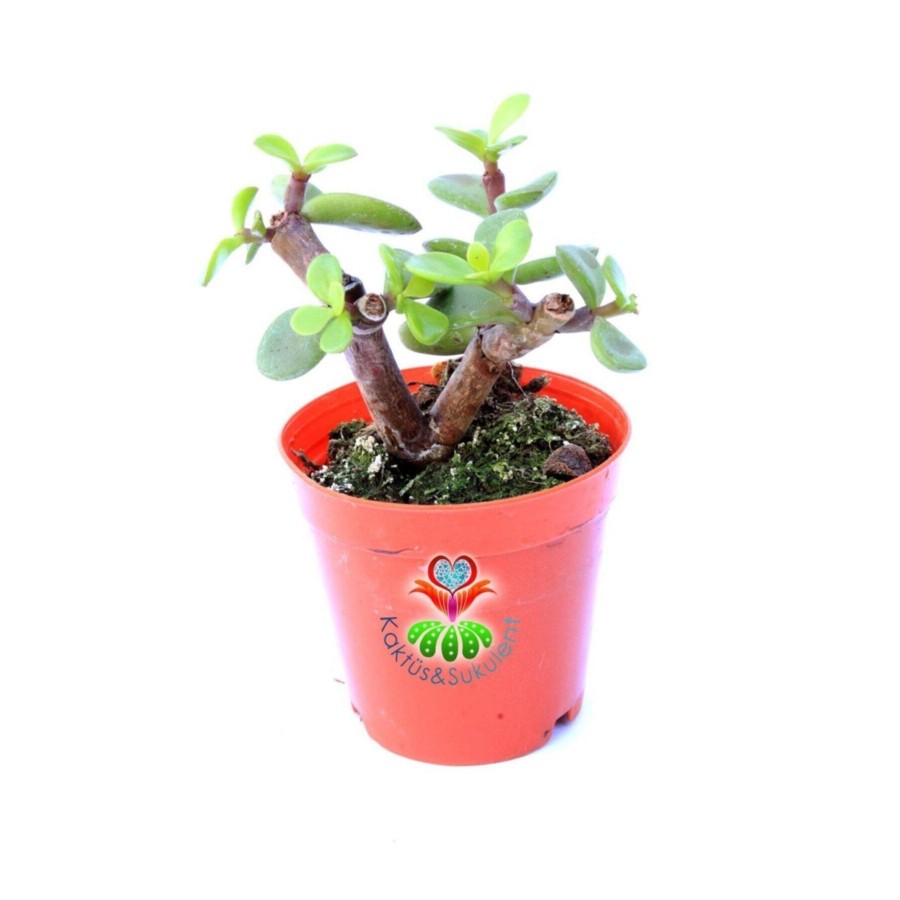 Carbon Temizleyici Bonsai, Portulacaria Afra- Minik Yeşil Yapraklı-bonsai-yeşim Ağacı-5,5 Cm Saksı