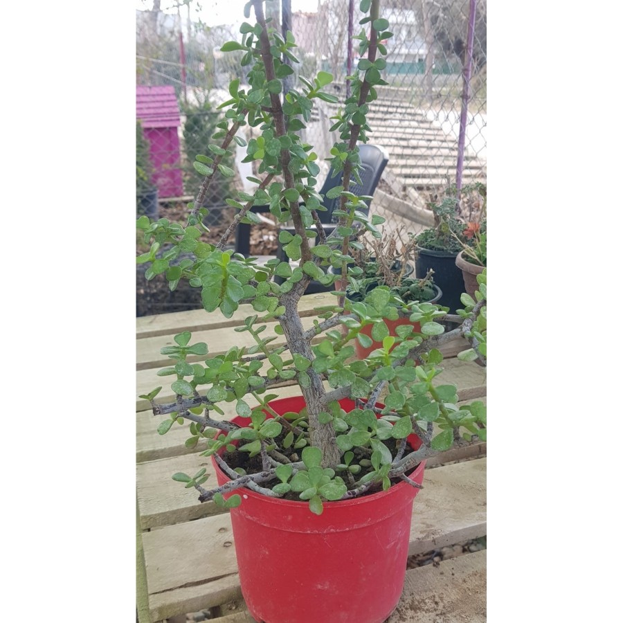 Sukulent Portulacaria Afra Variegate Fil Azığı Sukulent Portulacaria Afra Variegate Fil Azığı