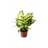Difenbahya Camilla 30-40 Cm Dieffenbachia