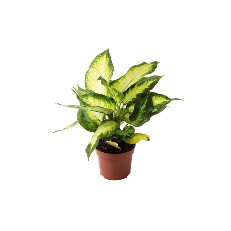 Difenbahya Camilla 30-40 Cm Dieffenbachia