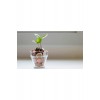 Para Çiçeği (CRASSULA OVATA)
