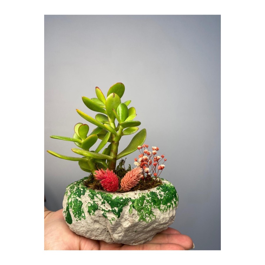 Taş Serisi Crassula Tasarım - Para Çiçeği