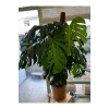 DEVE TABANI ( MONSTERA DELİCİOSA) BİTKİSİ XXL DEVE TABANI ( MONSTERA DELİCİOSA) BİTKİSİ XXL