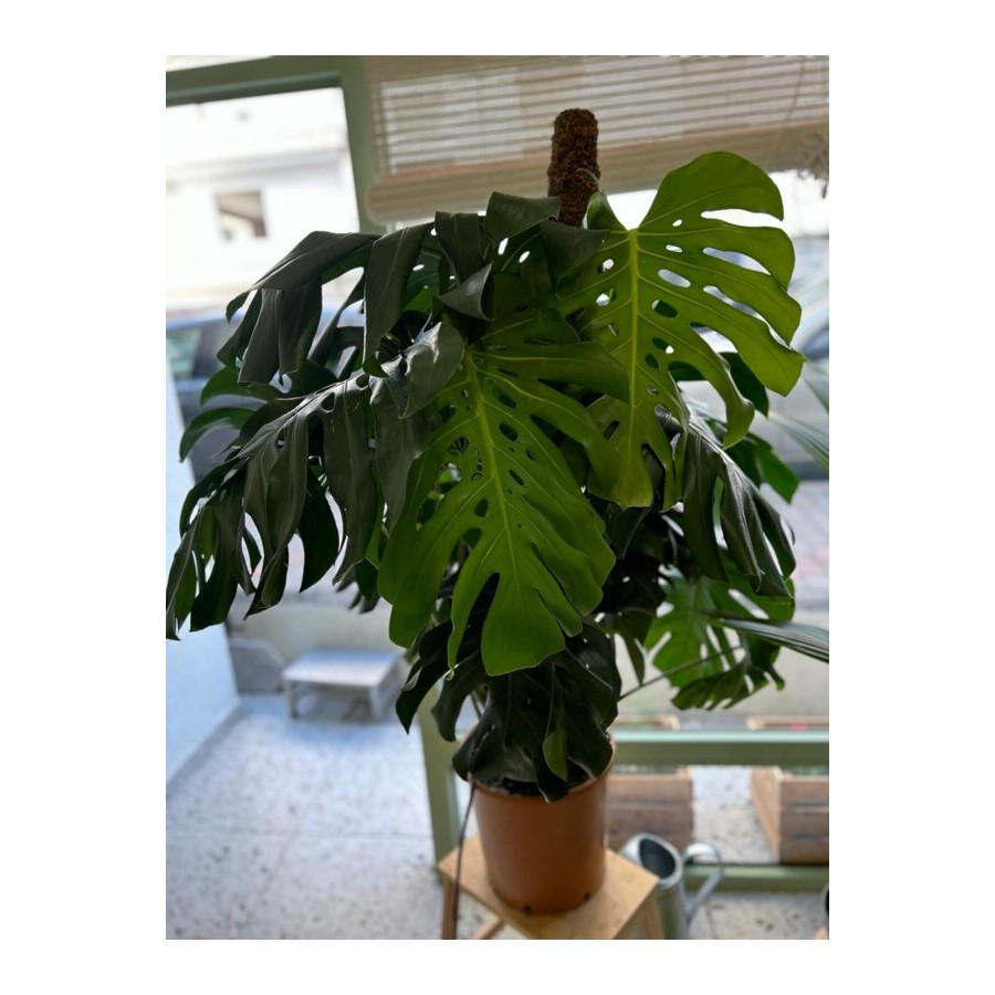 DEVE TABANI ( MONSTERA DELİCİOSA) BİTKİSİ XXL DEVE TABANI ( MONSTERA DELİCİOSA) BİTKİSİ XXL