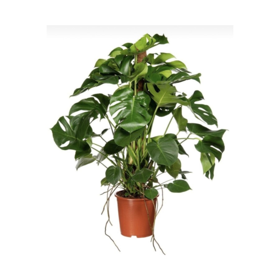 Deve Tabanı 100-110 Cm