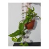 Küçük Patos Bitkisi (Golden Pothos) 10-20 cm
