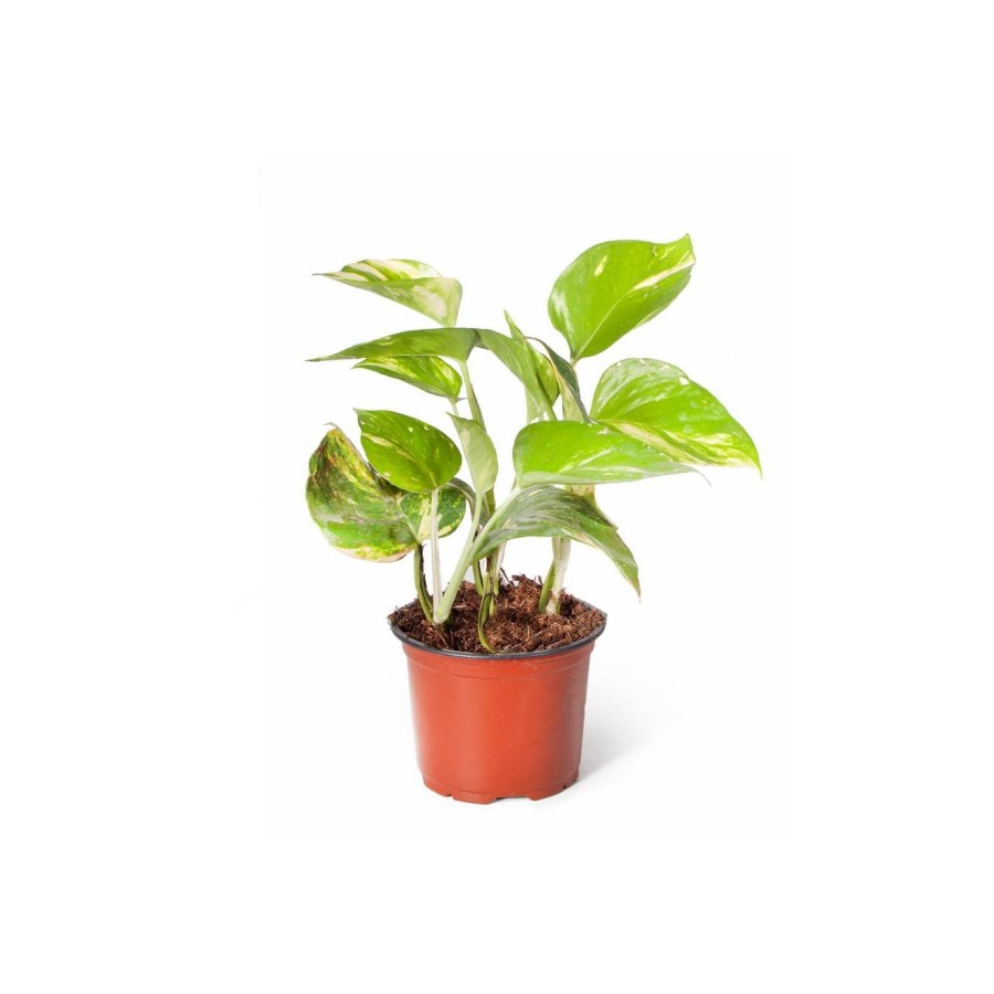Epipremnum Auerum Salon Sarmaşığı Patos İthal Yeşil Bitki 8.5cm Ø H:20-30 Epipremnum Auerum Salon Sarmaşığı Patos İthal Yeşil Bitki 8.5cm Ø H:20-30