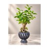 Ficus Ginseng Bonsai Canlı Bitki – Dekoratif Saksılı, Gösterişli ve Uzun Ömürlü