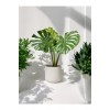 Deve Tabanı Monstera Dekoratif Saksıda 50-60 cm