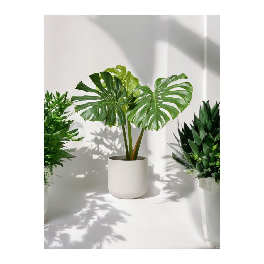 Deve Tabanı Monstera Dekoratif Saksıda 50-60 cm