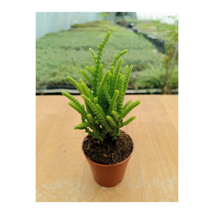 Crassula Muscosa ( Prenses Çamı ) (5,5 Cm )